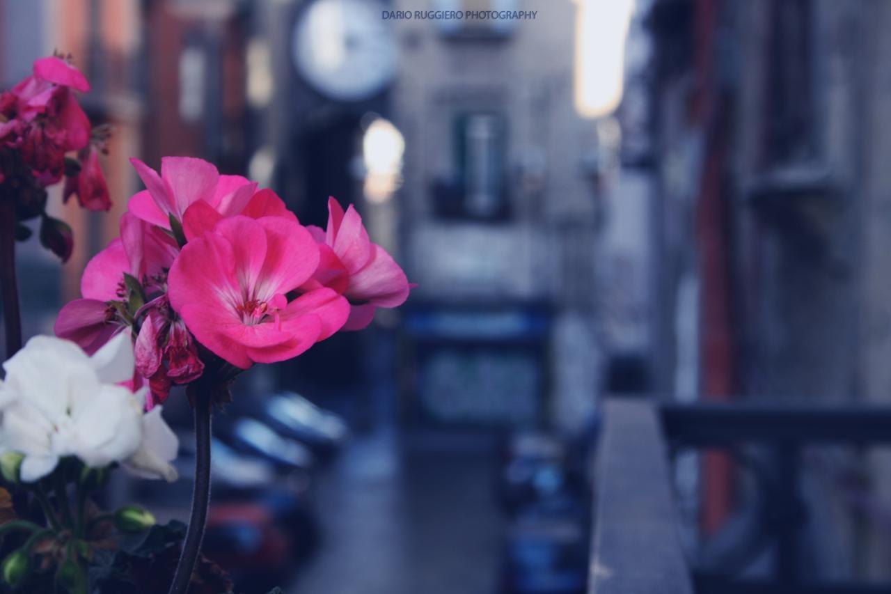 Napoli Sweet Home - Casa "Donna Rosa" Dış mekan fotoğraf
